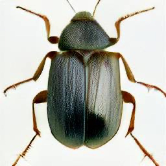 coleopteragutz